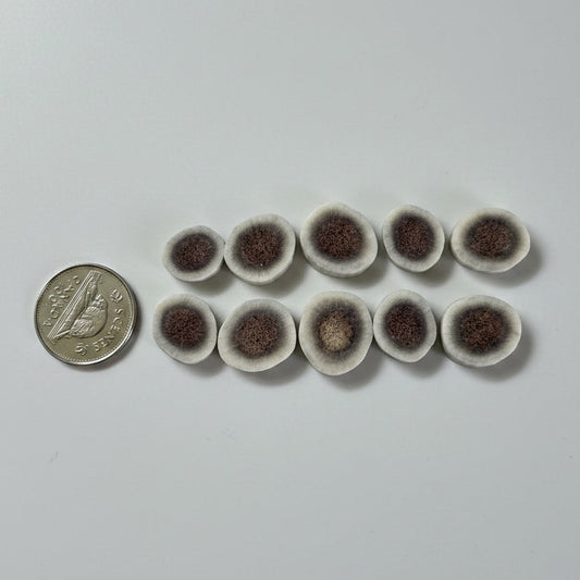 Small deer slice on a gray background