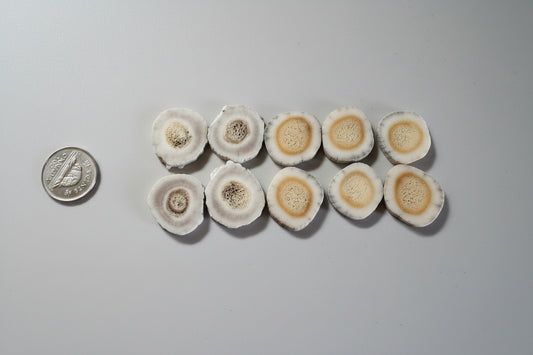 Deer antler slice on a gray background
