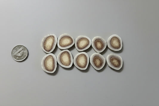 Deer antler slices on a gray background