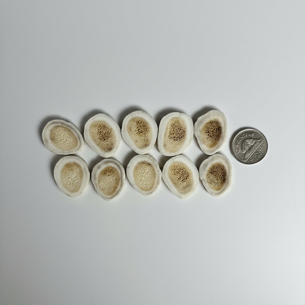 Deer antler slices on a gray background