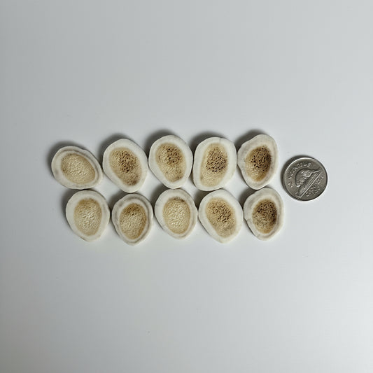 Deer antler slices on a gray background