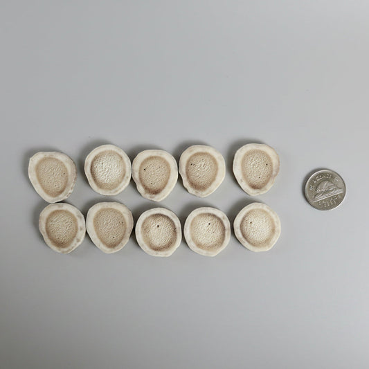 Deer antler slices on a gray background