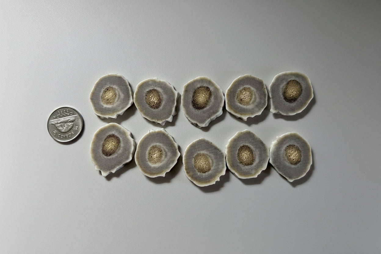 Deer antler slices on a gray ackground