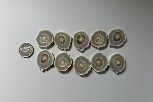 Deer antler slices on a gray ackground