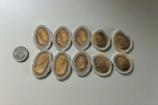 Deer antler slices on a gray background