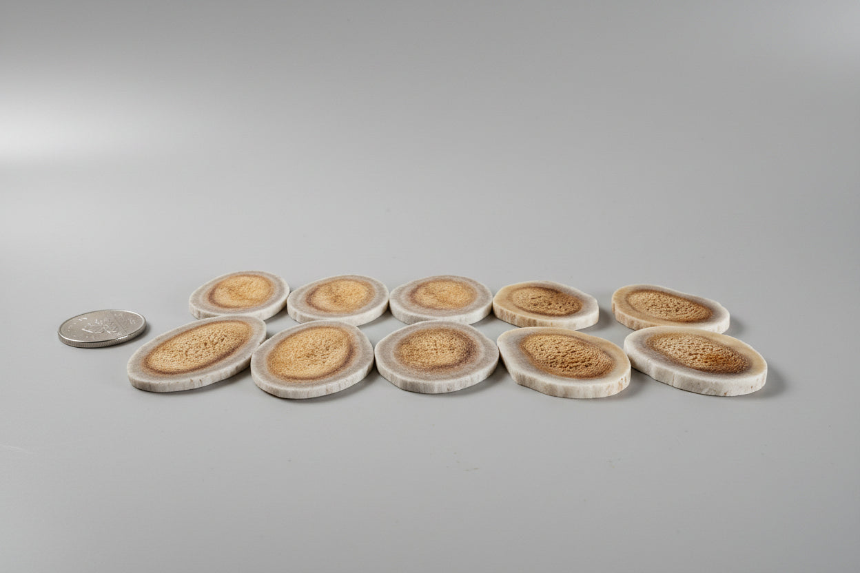 Side view of deer antler slices on a gray background