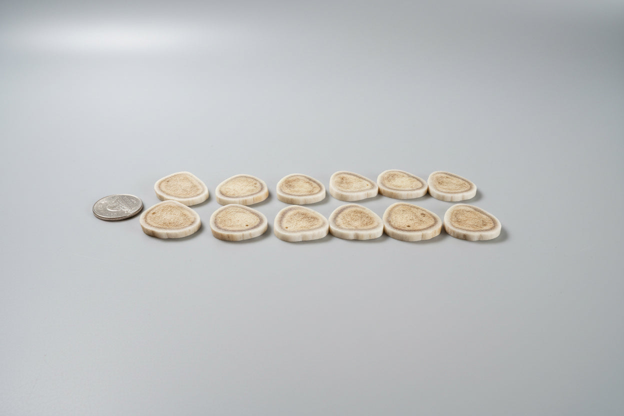 side view of deer antler slices on a gray background
