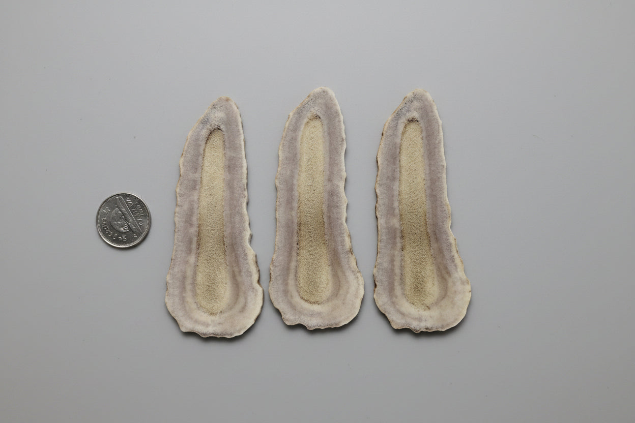 Moose antler slices on a gray background