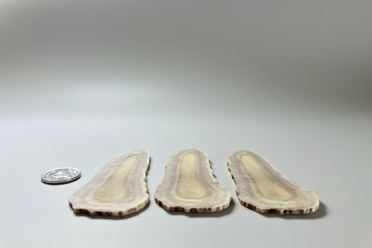 Moose antler slices on a gray background