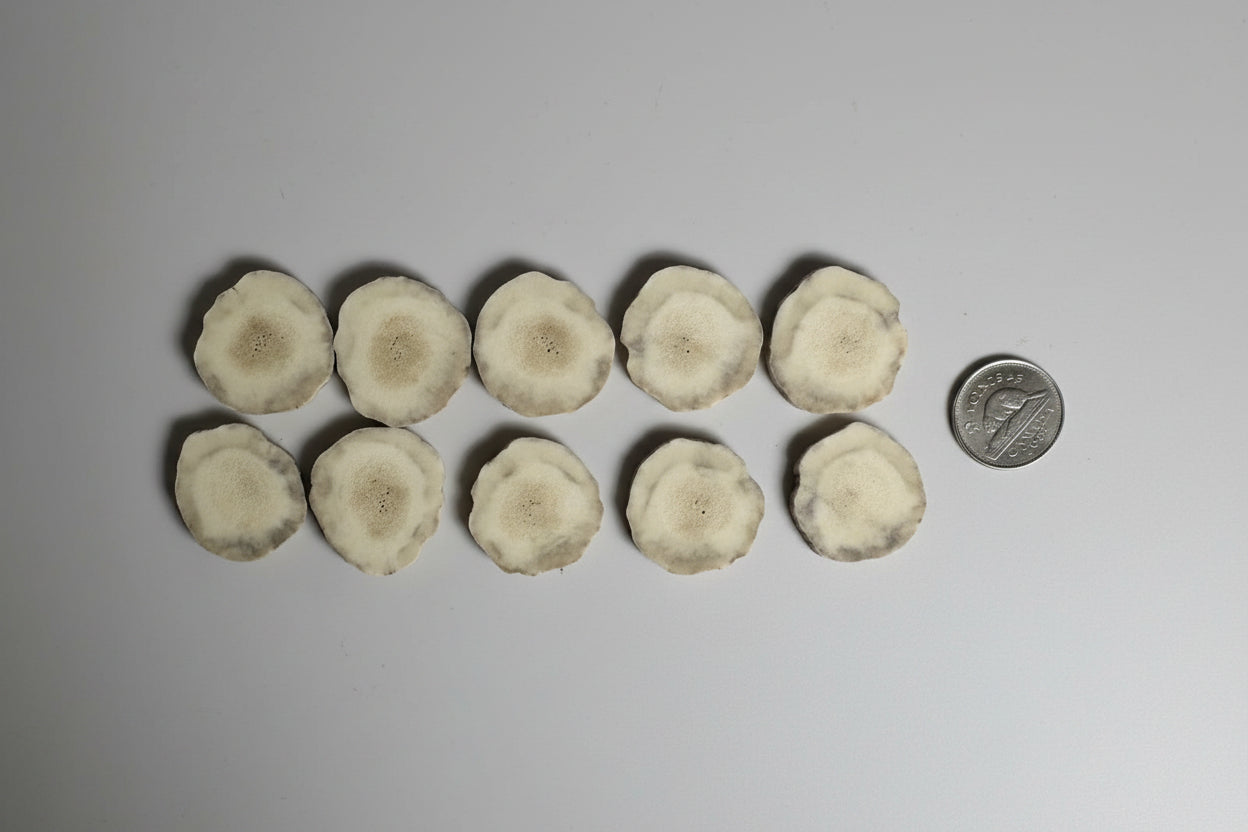 Moose antler slices on a gray background