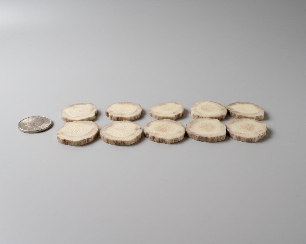 Moose antler slices on a gray background