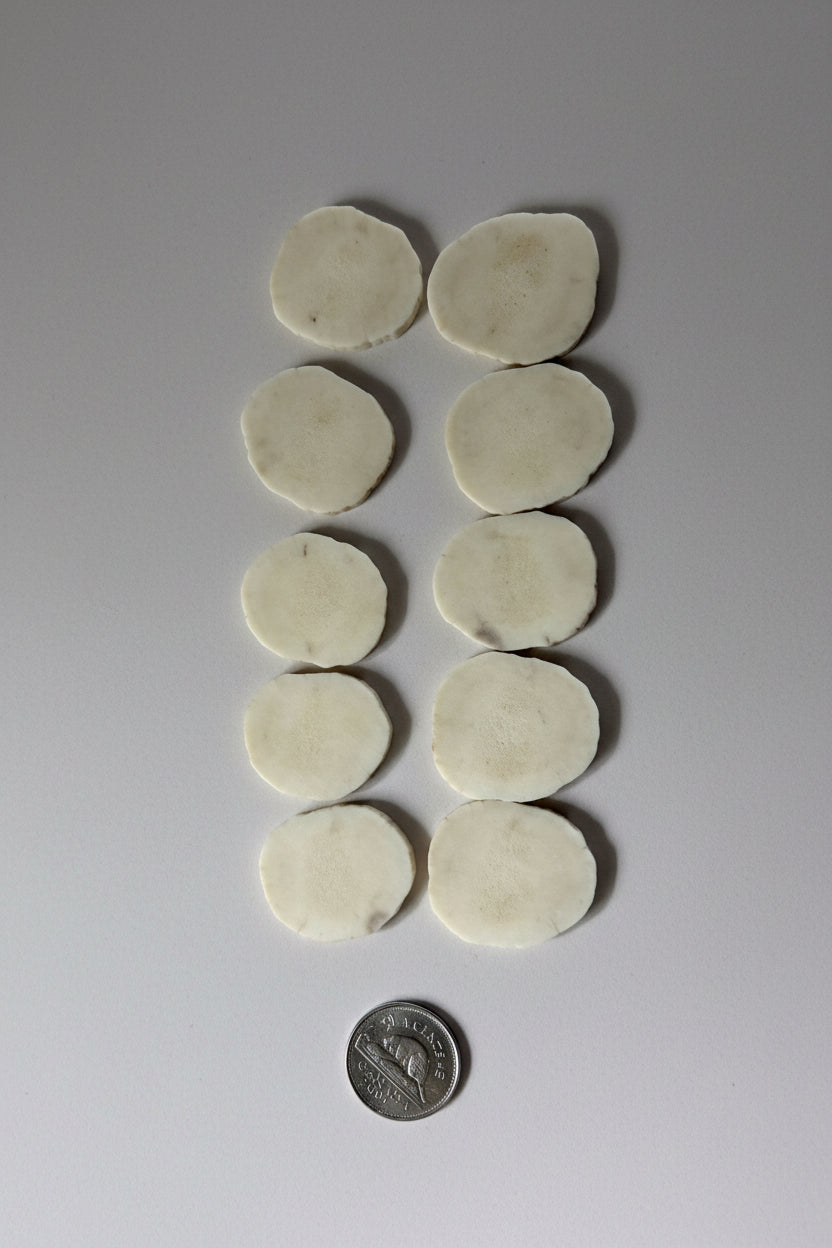 Moose antler slices on a gray background