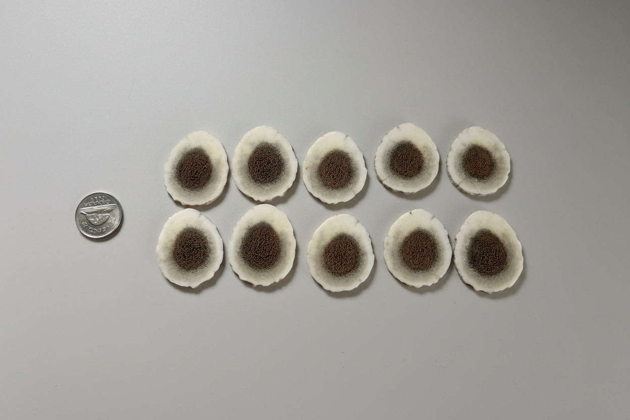 Elk antler slices on a gray background