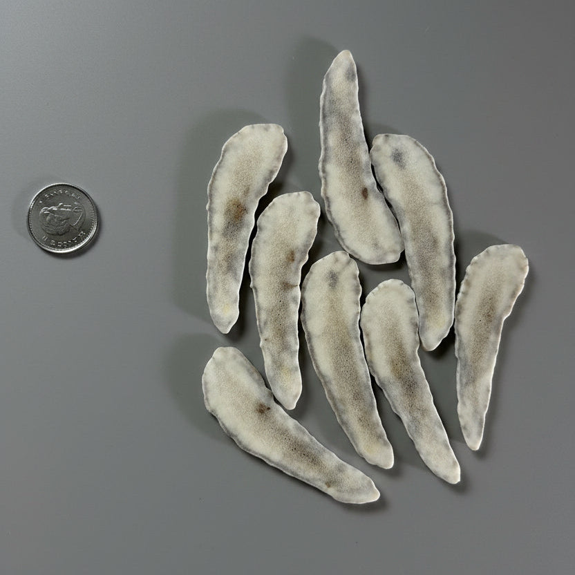 Moose antler slices on a gray background