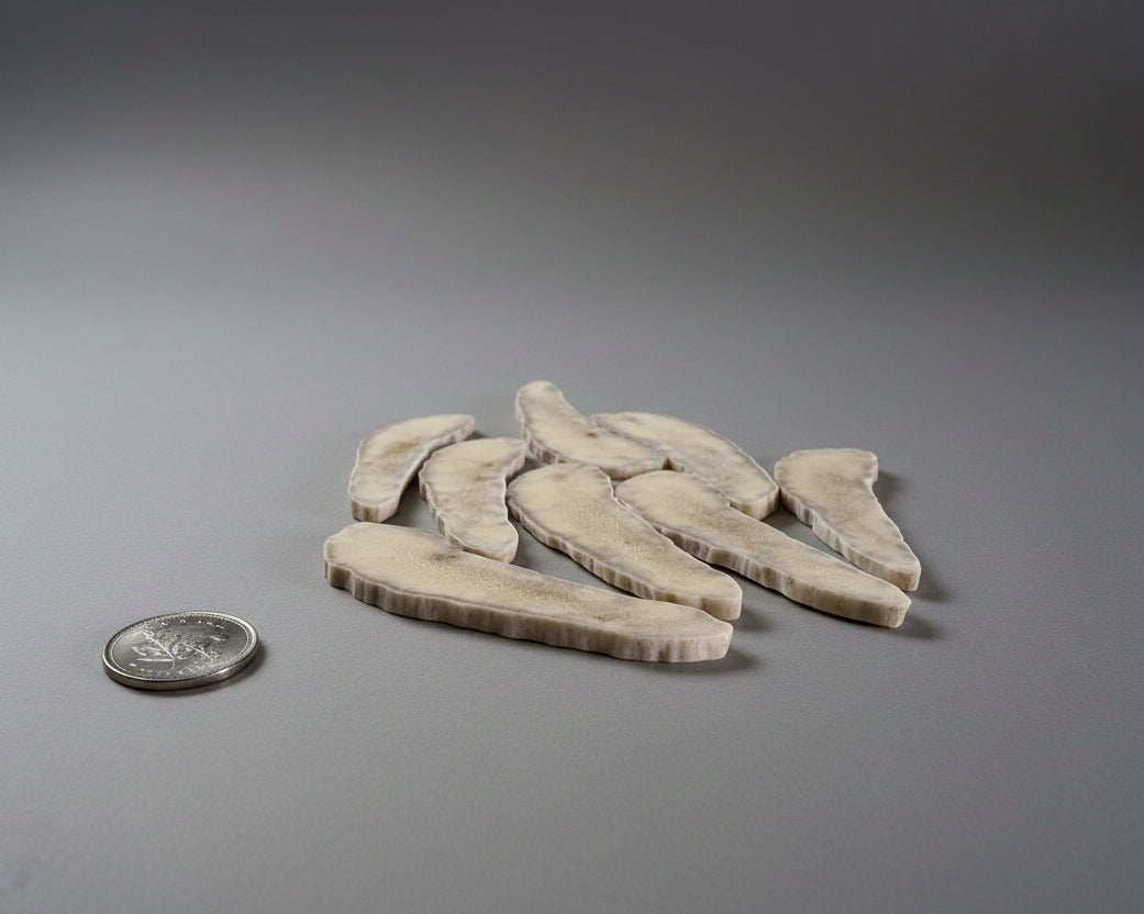 Side view of moose antler slices on a gray background
