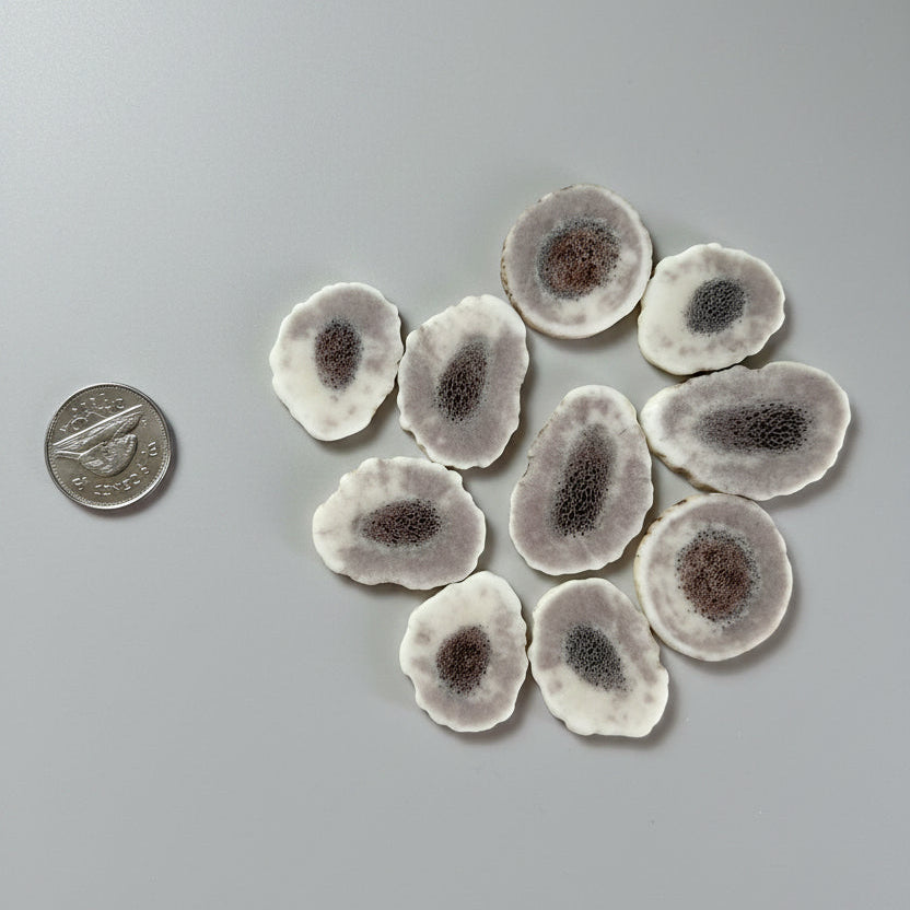 Elk antler slices on a gray bakgrund