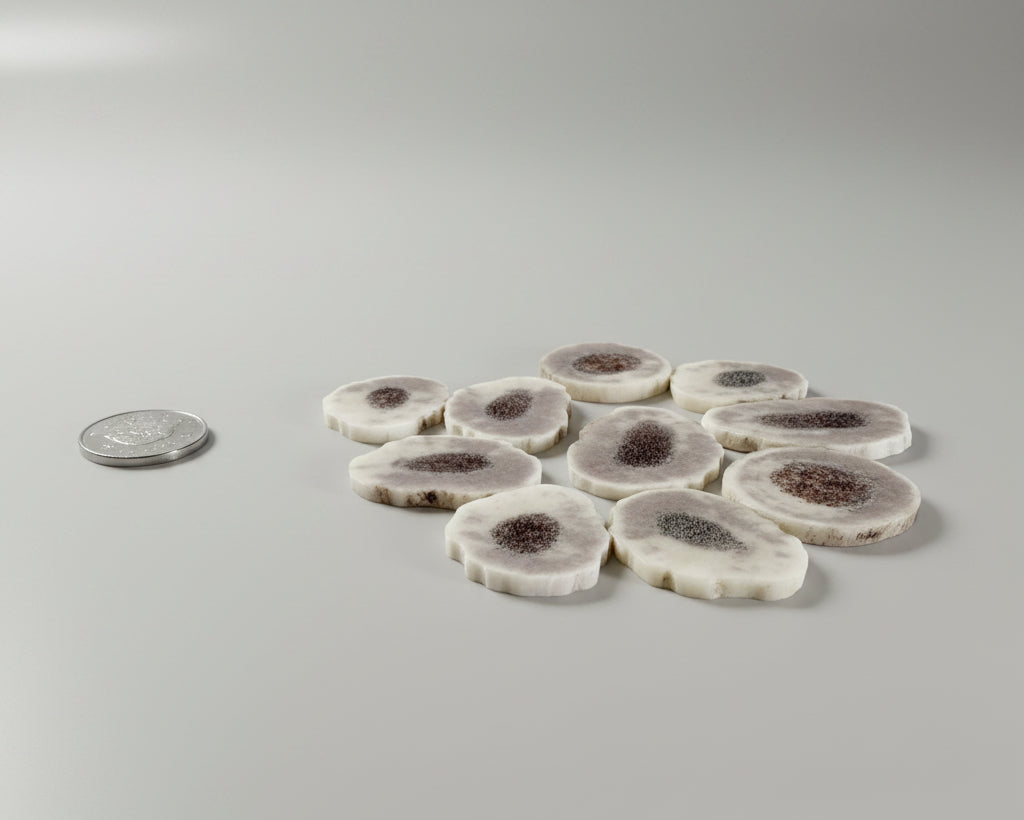 Side view of elk antler slices on a gray background