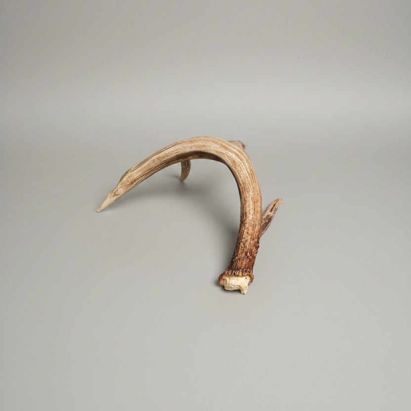 side view of this single deer antler on a gray background