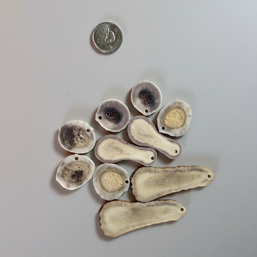 Mix antler slice with a small hold on a gray background