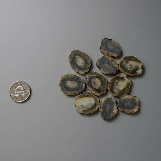 Moose antler slices on a gray background