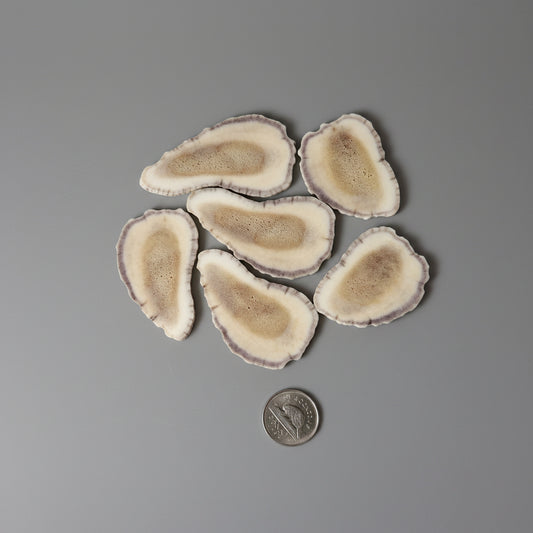 Moose antler slices on a gray background