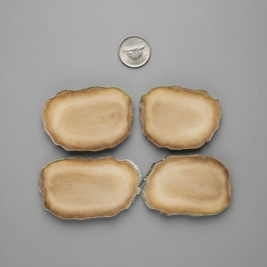 Moose antler slice on a gray background