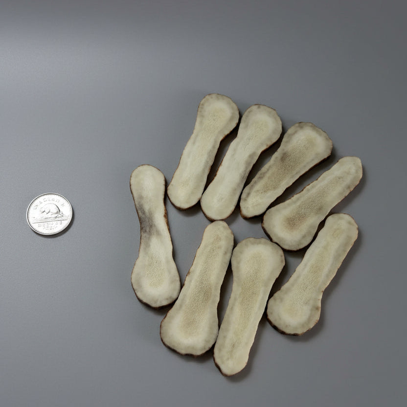 Moose antler slices on a gray background