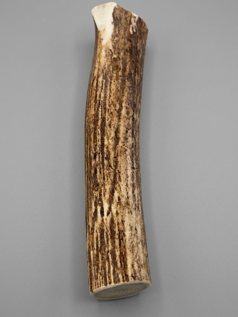 8 Inch Elk Antler Dog Chew Split - Natural Shed Elk Antler