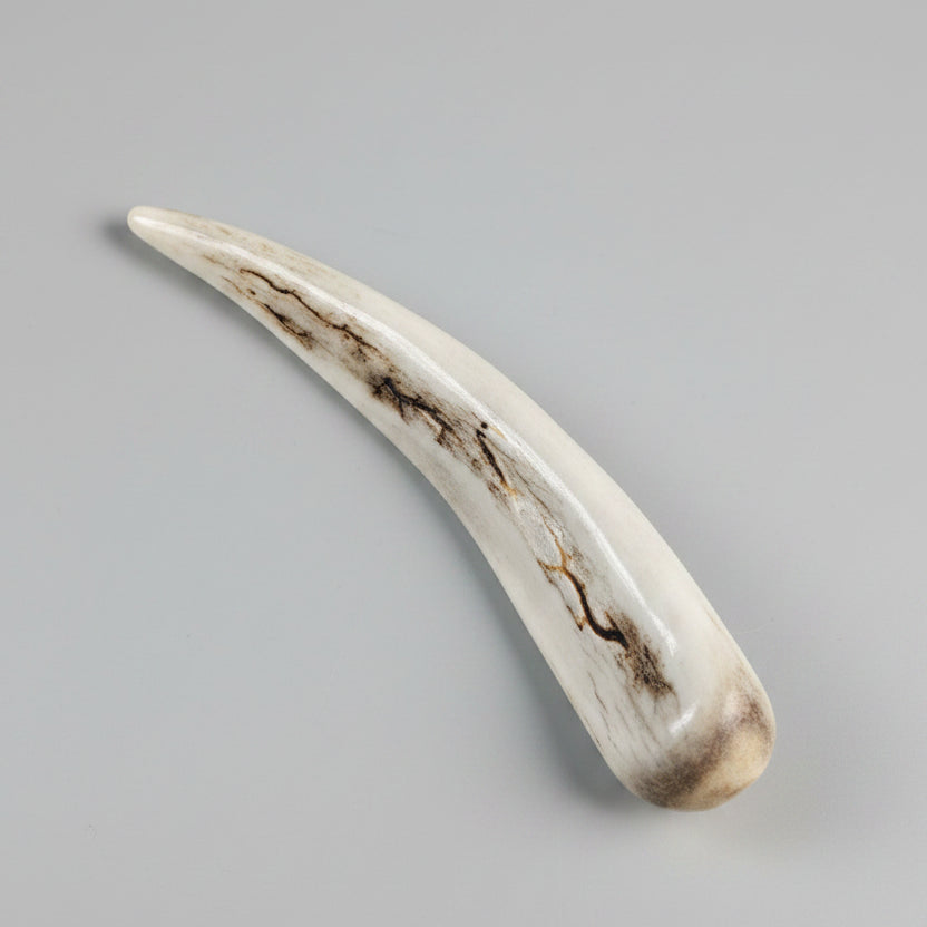 Deer antler tips polished and decorated with strike on a gray background