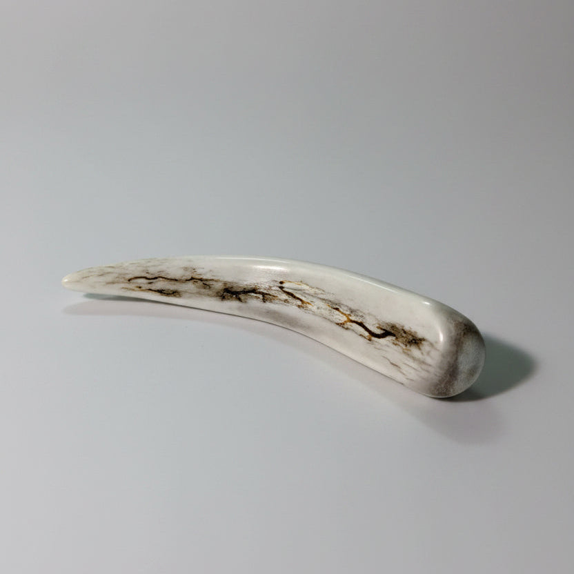 Front view of the Deer antler tips polished and decorated with strike on a gray background
