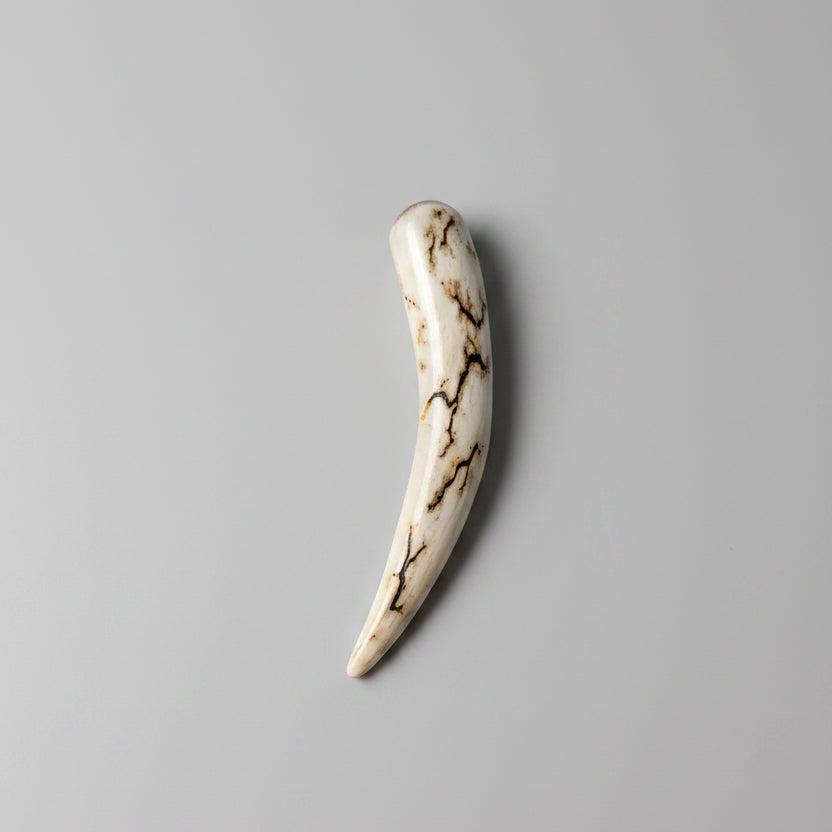 Bottom view of the Deer antler tips polished and decorated with strike on a gray background