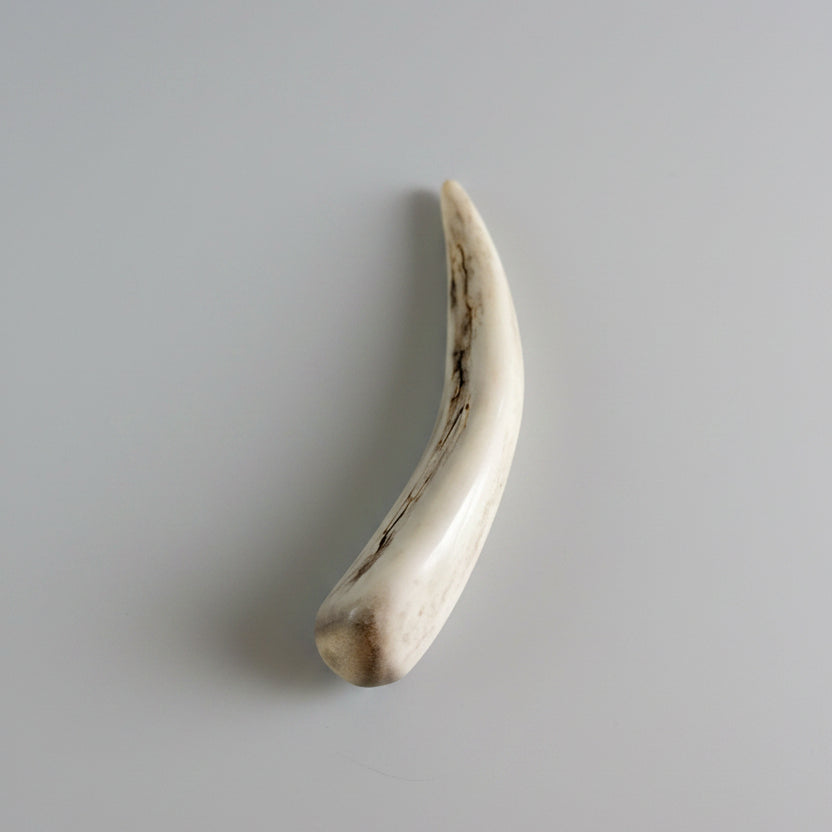Side view of the Deer antler tips polished and decorated with strike on a gray background