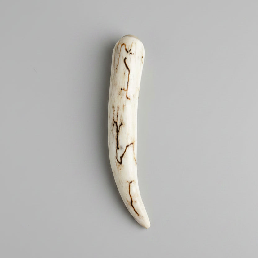 Deer antler tips polished and decorated with strike on a gray background