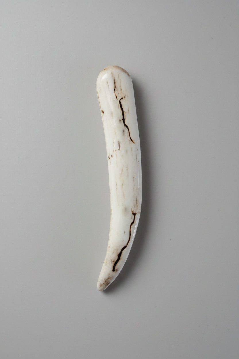 bottom view Deer antler tips polished and decorated with strike on a gray background