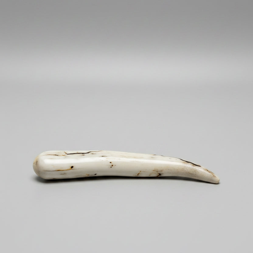 side view of the Deer antler tips polished and decorated with strike on a gray background
