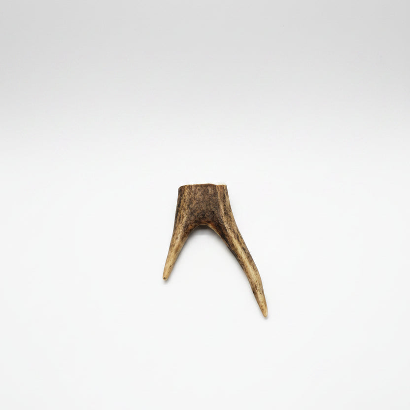 deer antler tips feature a distinctive forked shape, with two prongs extending from a solid base