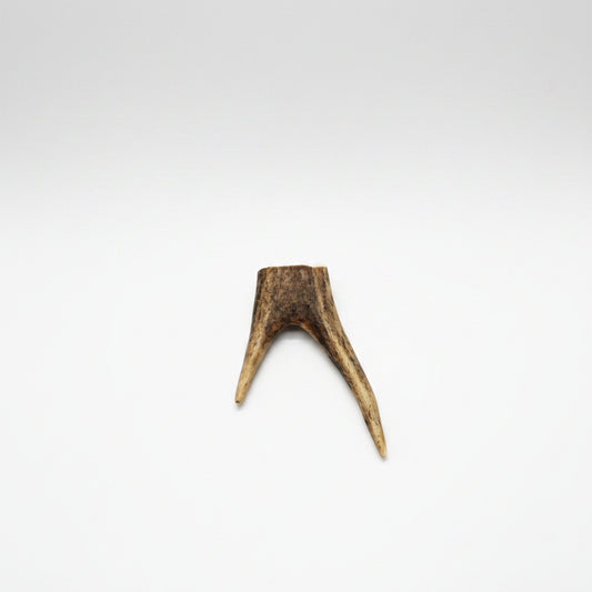 deer antler tips feature a distinctive forked shape, with two prongs extending from a solid base