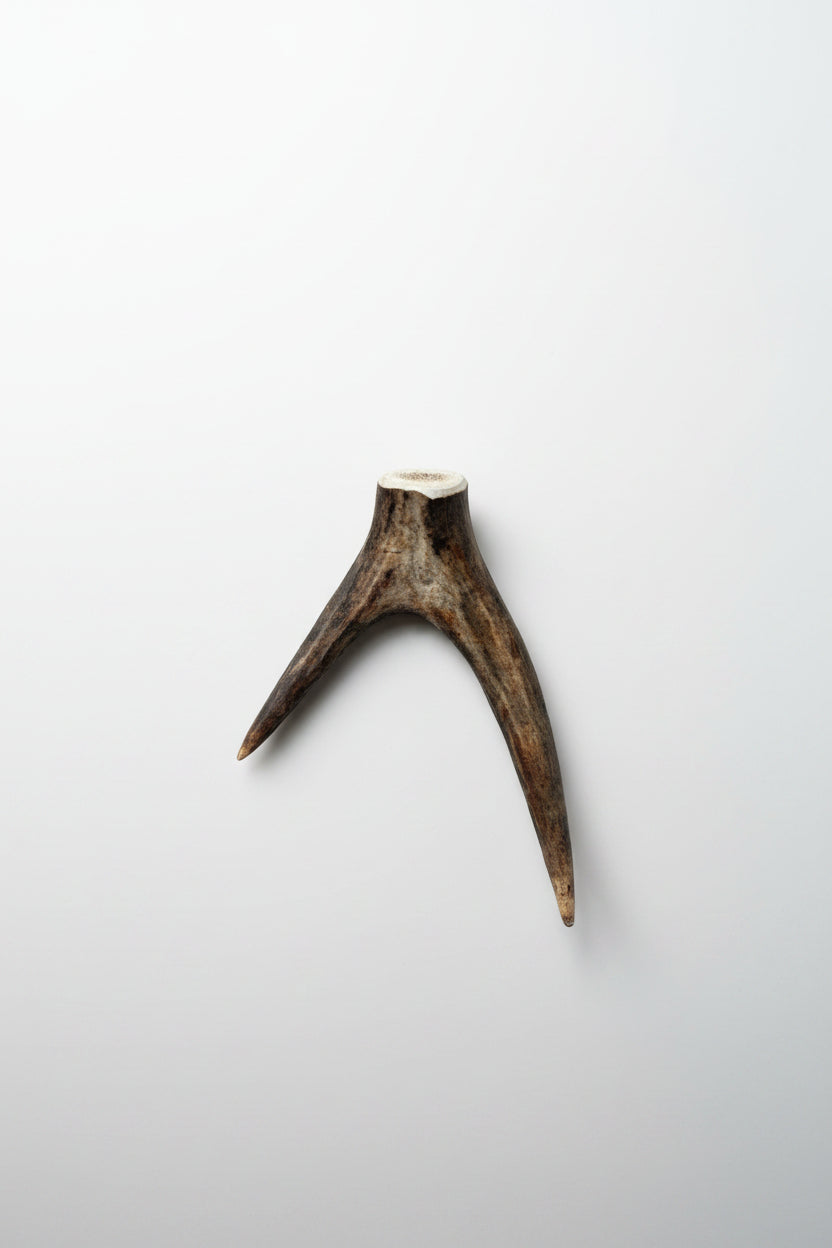 Deer antler tips feature a distinctive forked shape, with two prongs extending from a solid base