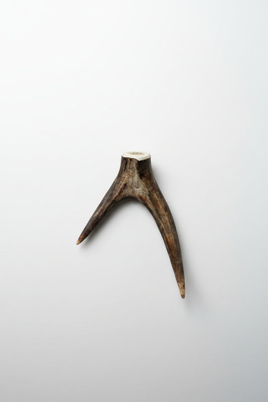 Deer antler tips feature a distinctive forked shape, with two prongs extending from a solid base