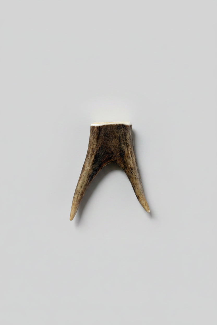 Deer antler tips feature a distinctive forked shape, with two prongs extending from a solid base
