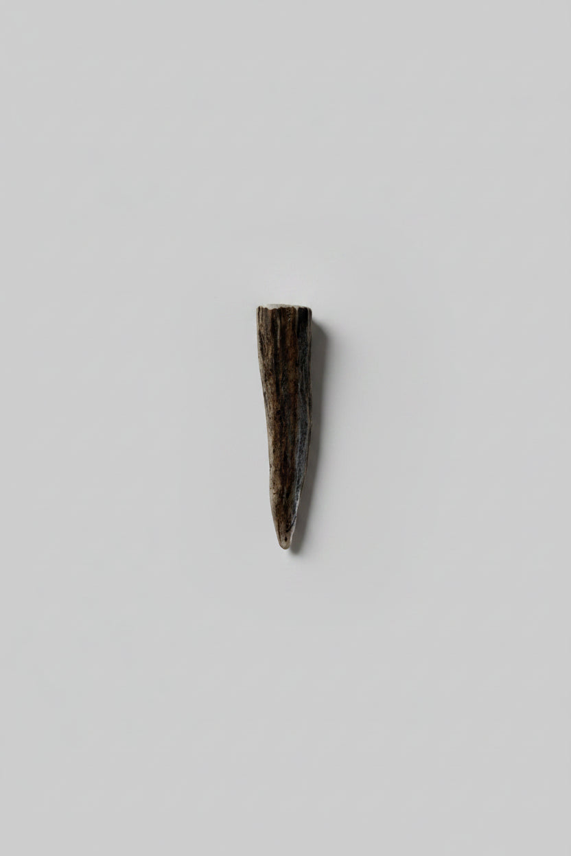 Antler tip on a gray background