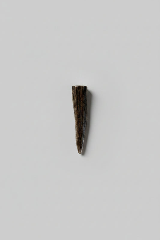 Antler tip on a gray background