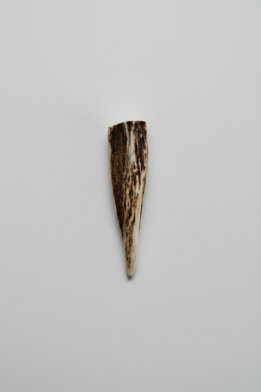 Antler tip on a gray background