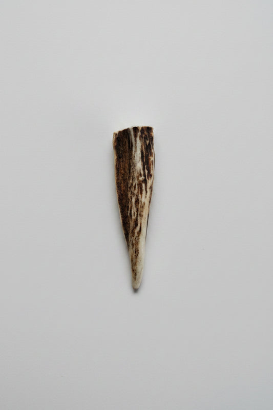 Antler tip on a gray background