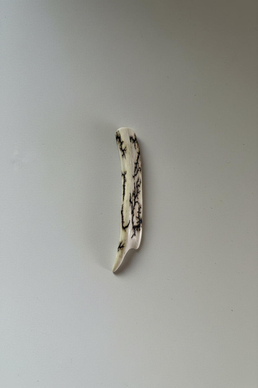 Antler tip on a gray backgound