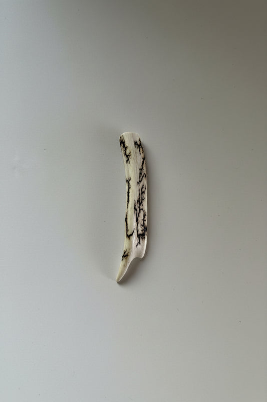 Antler tip on a gray backgound