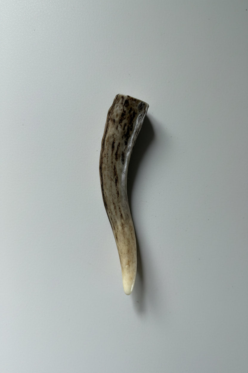 antler tip on a gray background