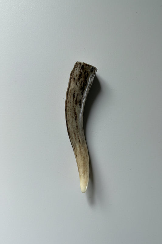 antler tip on a gray background