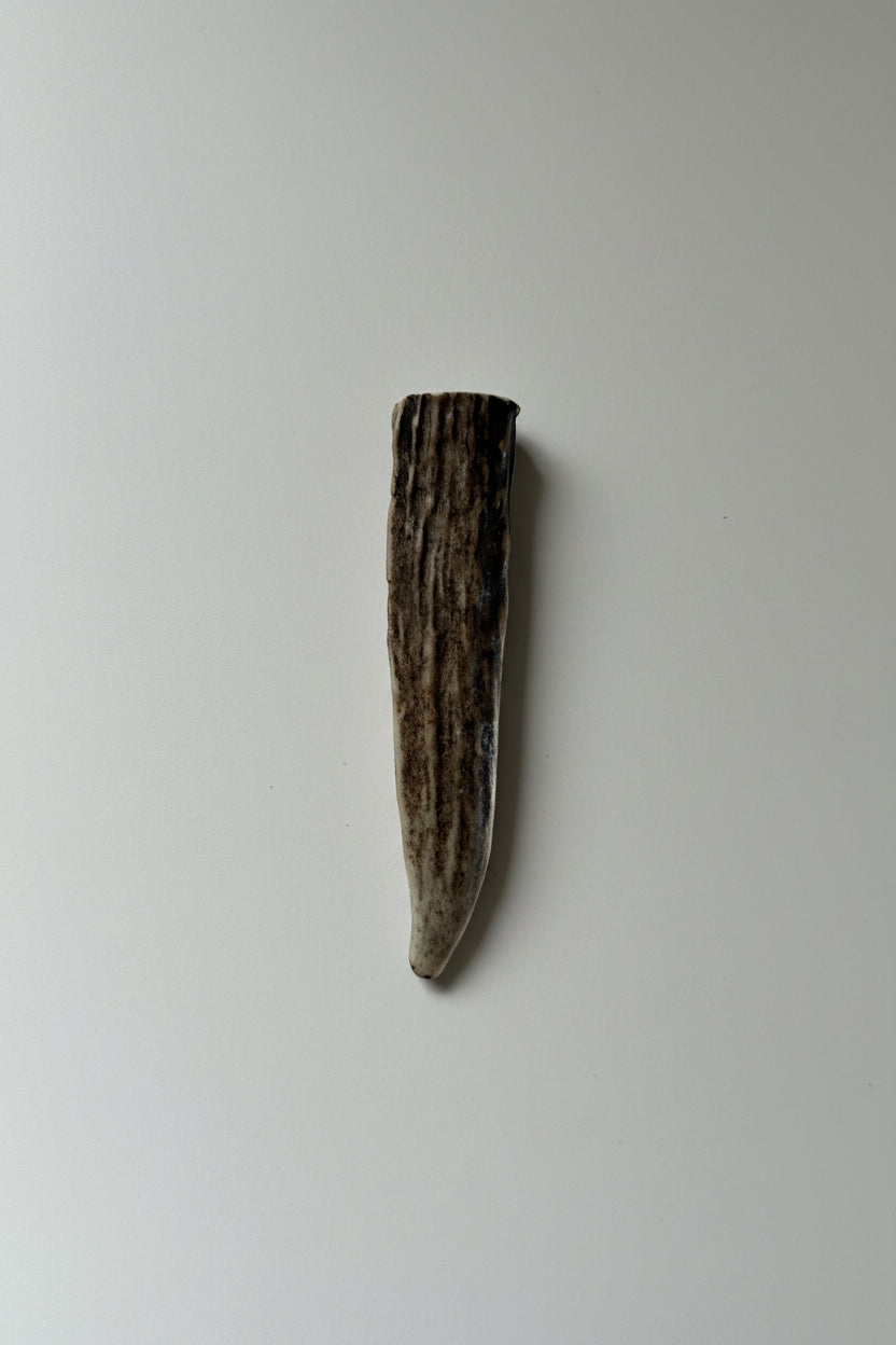 Antler tip on a gray background