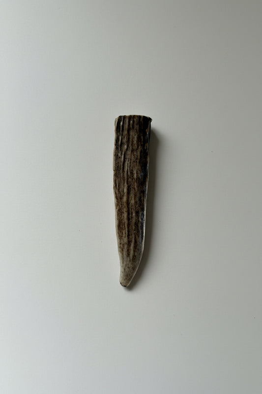 Antler tip on a gray background
